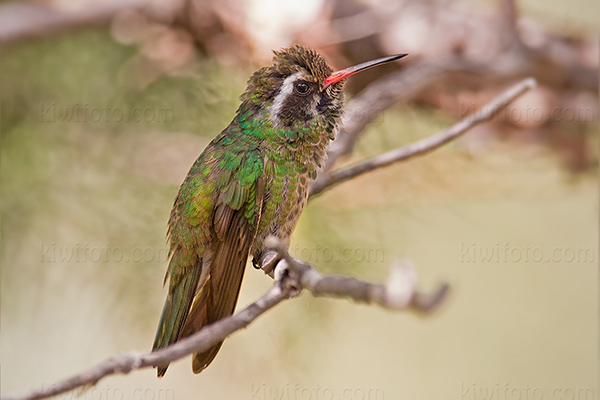 White-eared Hummingbird Photo @ Kiwifoto.com