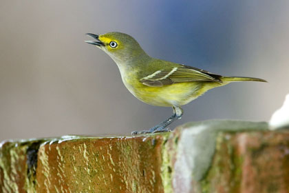 White-eyed Vireo Image @ Kiwifoto.com