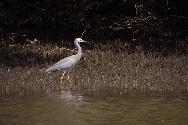 White-faced Heron Picture @ Kiwifoto.com