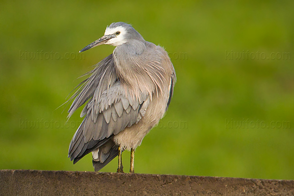 White-faced Heron Photo @ Kiwifoto.com