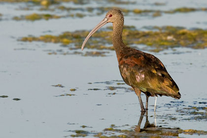 White-faced Ibis