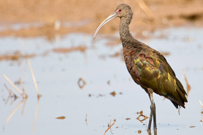 White-faced Ibis Picture @ Kiwifoto.com