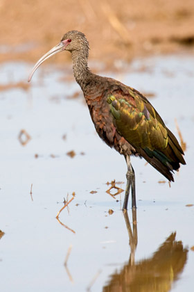 White-faced Ibis Photo @ Kiwifoto.com