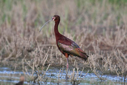 White-faced Ibis Photo @ Kiwifoto.com