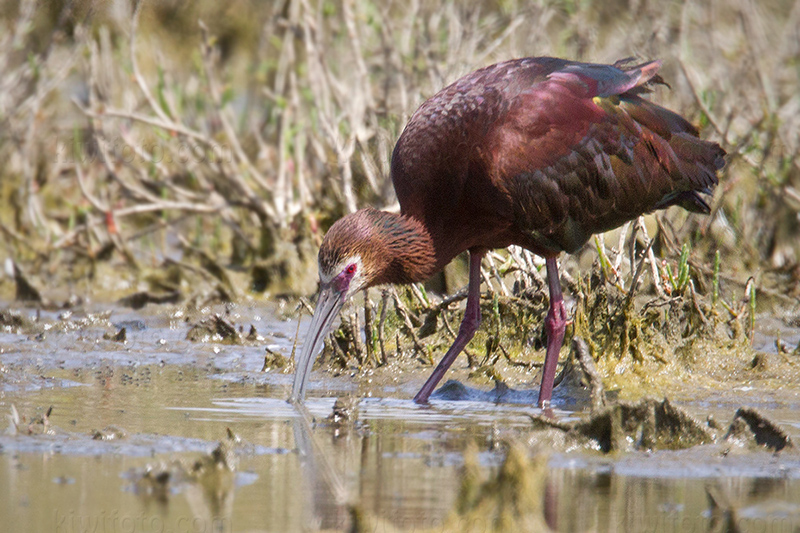 White-faced Ibis @ Ballona Freshwater Marsh, CA