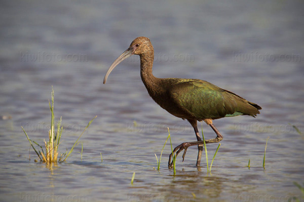 White-faced Ibis Image @ Kiwifoto.com