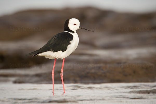 White-headed Stilt