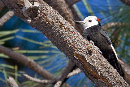 White-headed Woodpecker Image @ Kiwifoto.com