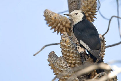 White-headed Woodpecker (female)