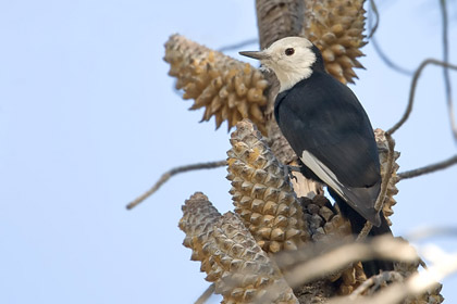 White-headed Woodpecker