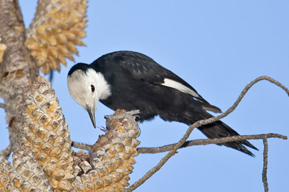 White-headed Woodpecker Picture @ Kiwifoto.com