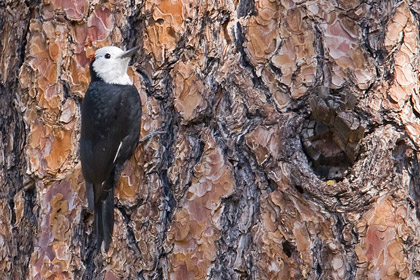White-headed Woodpecker Image @ Kiwifoto.com