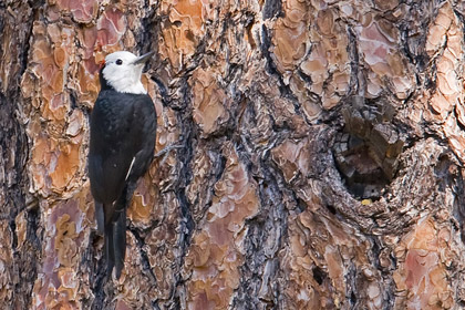 White-headed Woodpecker Picture @ Kiwifoto.com