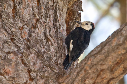 White-headed Woodpecker