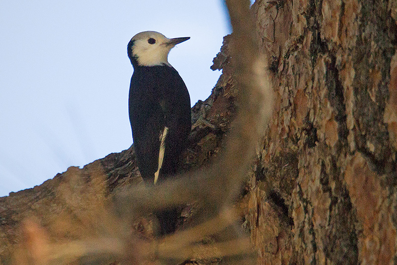 White-headed Woodpecker (female)