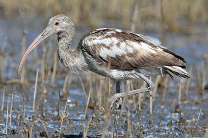 White Ibis (juvenile)