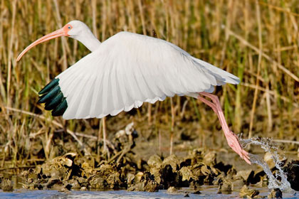 White Ibis Image @ Kiwifoto.com