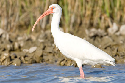 White Ibis Picture @ Kiwifoto.com