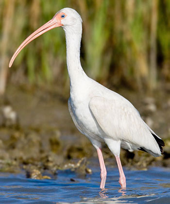 White Ibis Photo @ Kiwifoto.com