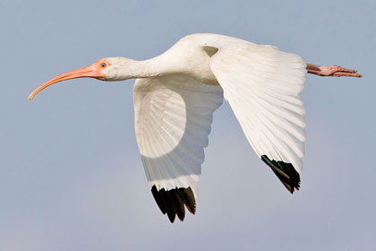 White Ibis Image @ Kiwifoto.com