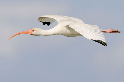 White Ibis Image @ Kiwifoto.com