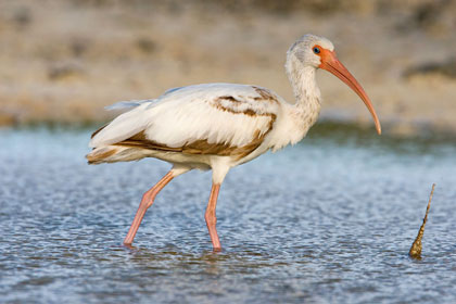 White Ibis Photo @ Kiwifoto.com