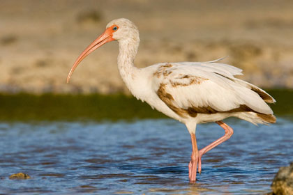 White Ibis Picture @ Kiwifoto.com