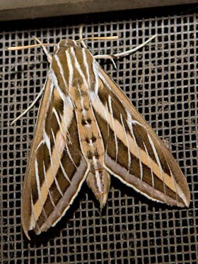 White-lined Sphinx Image @ Kiwifoto.com
