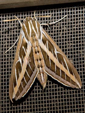 White-lined Sphinx Picture @ Kiwifoto.com