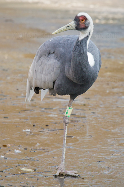 White-naped Crane