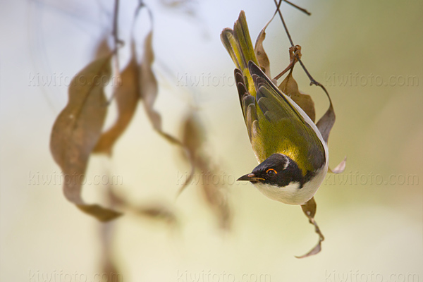 White-naped Honeyeater Photo @ Kiwifoto.com