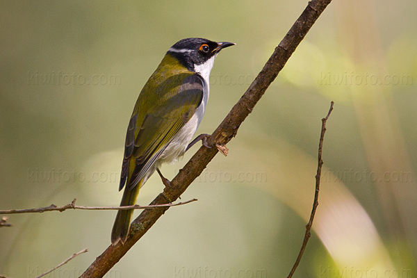 White-naped Honeyeater Photo @ Kiwifoto.com