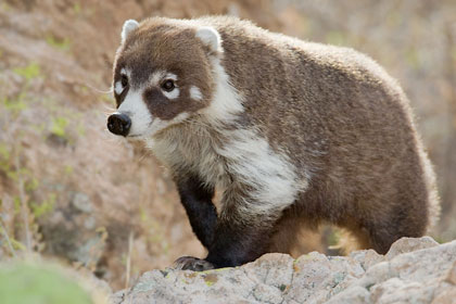 White-nosed Coatimundi Picture @ Kiwifoto.com