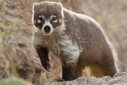 White-nosed Coatimundi