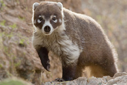 White-nosed Coatimundi Image @ Kiwifoto.com