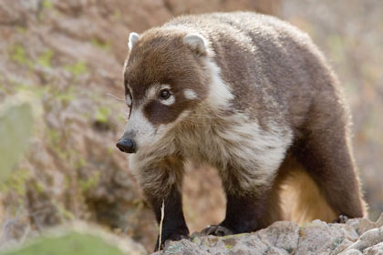 White-nosed Coatimundi Photo @ Kiwifoto.com