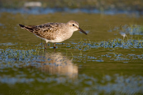 White-rumped Sandpiper Image @ Kiwifoto.com