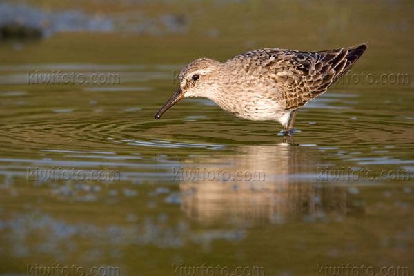 White-rumped Sandpiper Image @ Kiwifoto.com