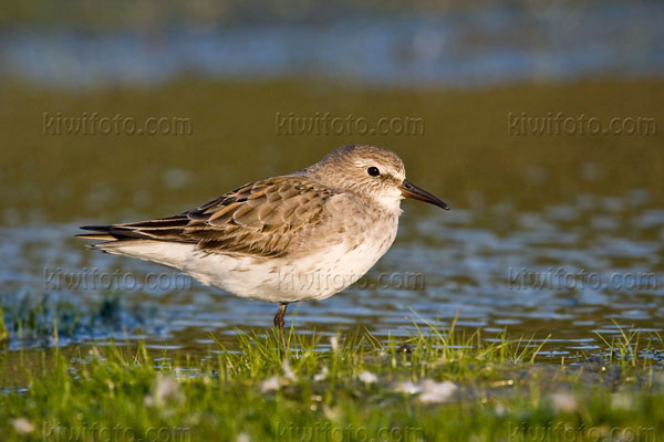 White-rumped Sandpiper Photo @ Kiwifoto.com