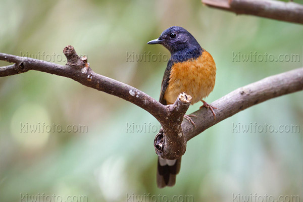 White-rumped Shama Photo @ Kiwifoto.com