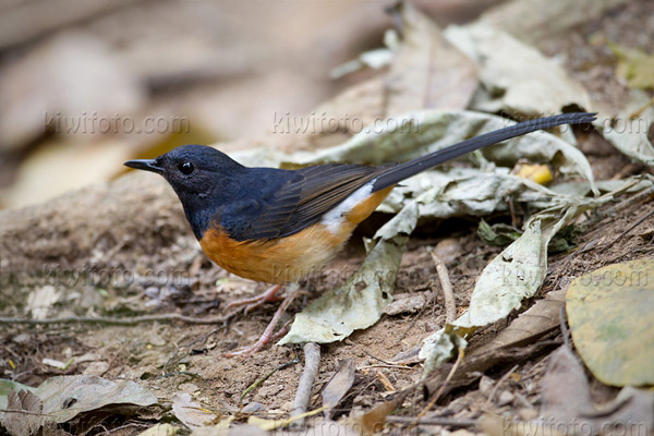White-rumped Shama Photo @ Kiwifoto.com