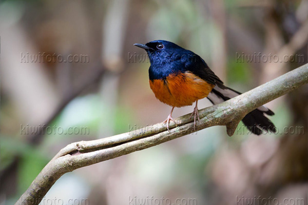 White-rumped Shama Picture @ Kiwifoto.com