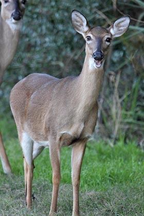 White-tailed Deer Image @ Kiwifoto.com