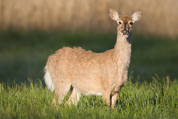 White-tailed Deer Image @ Kiwifoto.com