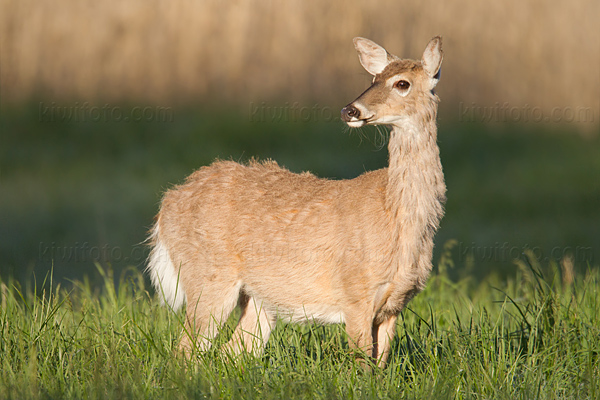 White-tailed Deer Image @ Kiwifoto.com