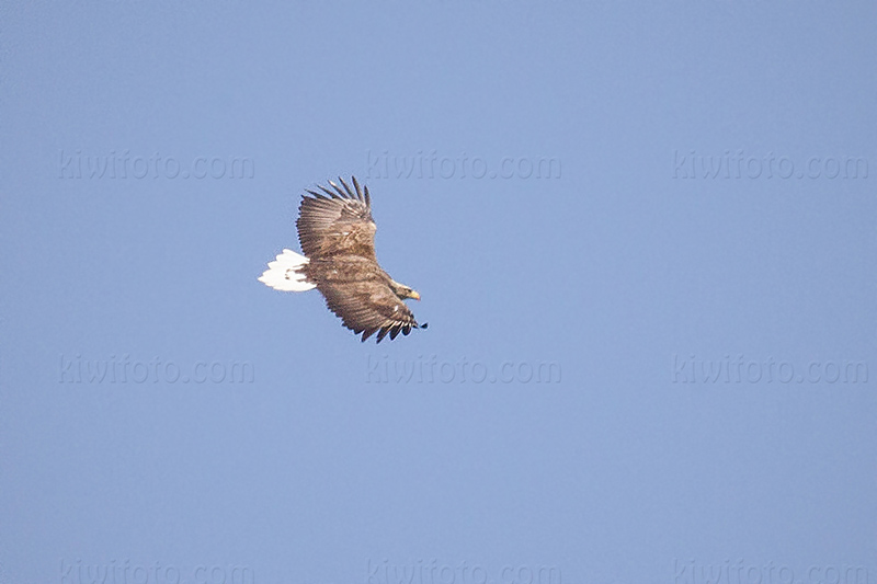 White-tailed Eagle Picture @ Kiwifoto.com