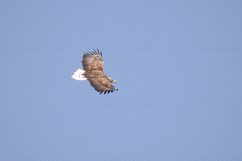 White-tailed Eagle Image @ Kiwifoto.com