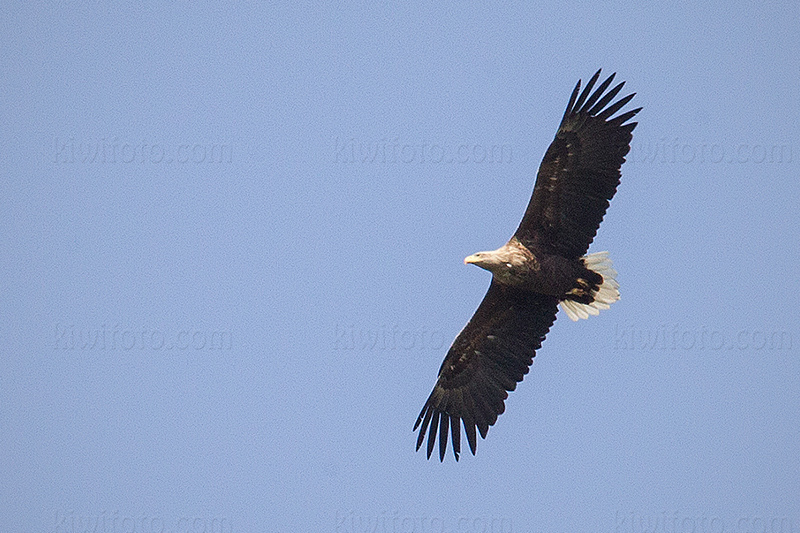 White-tailed Eagle Photo @ Kiwifoto.com