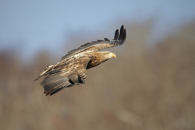 White-tailed Eagle Picture @ Kiwifoto.com