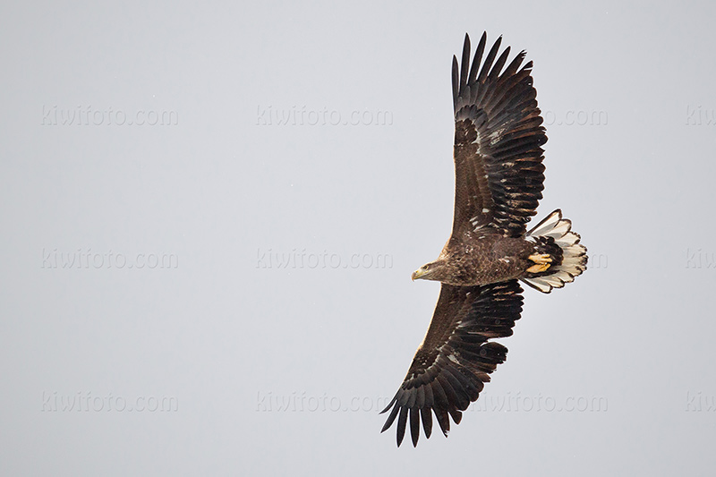 White-tailed Eagle Image @ Kiwifoto.com
